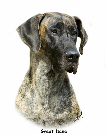 Great Dane 9R016D-135_2.JPG